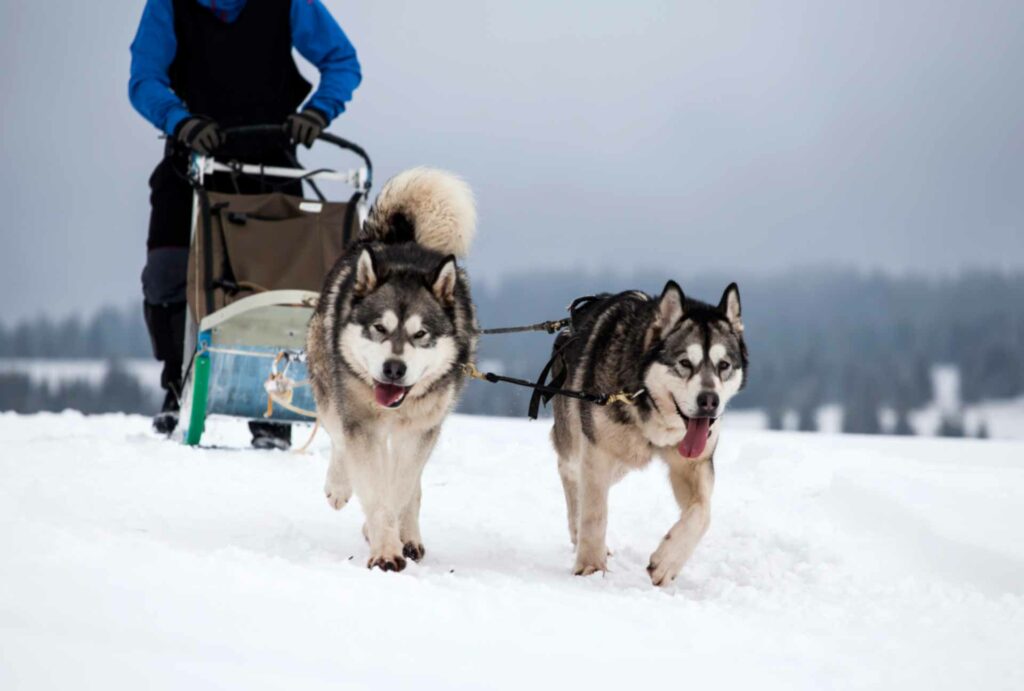 mushing dans les Bauges en Savoie