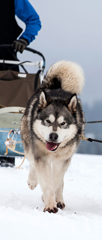 activité mushing en Savoie