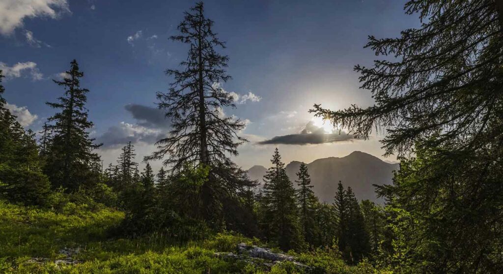 Foret et montagne dans les bauges